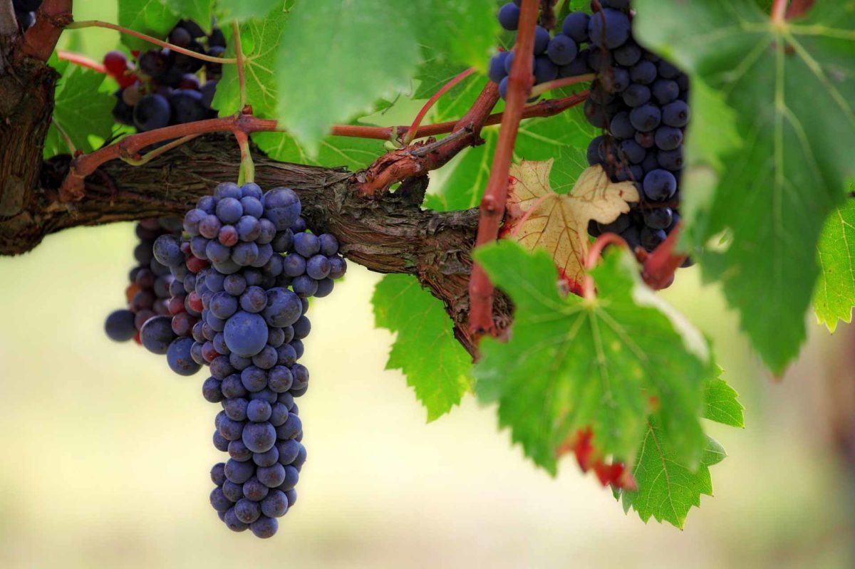 Fruit Grape Vines Wine Vineyard Vine Winery Food