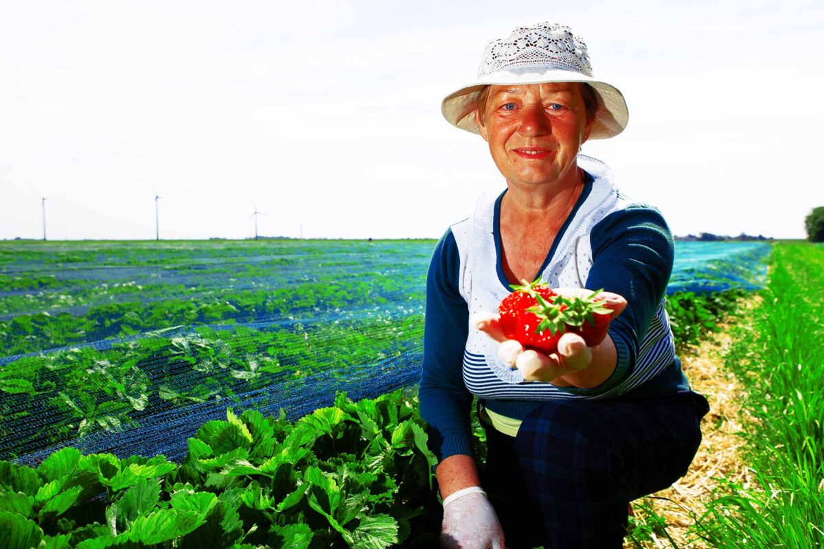 Agriculture - A farmer holding several strawberries harvested in the field Agriculture