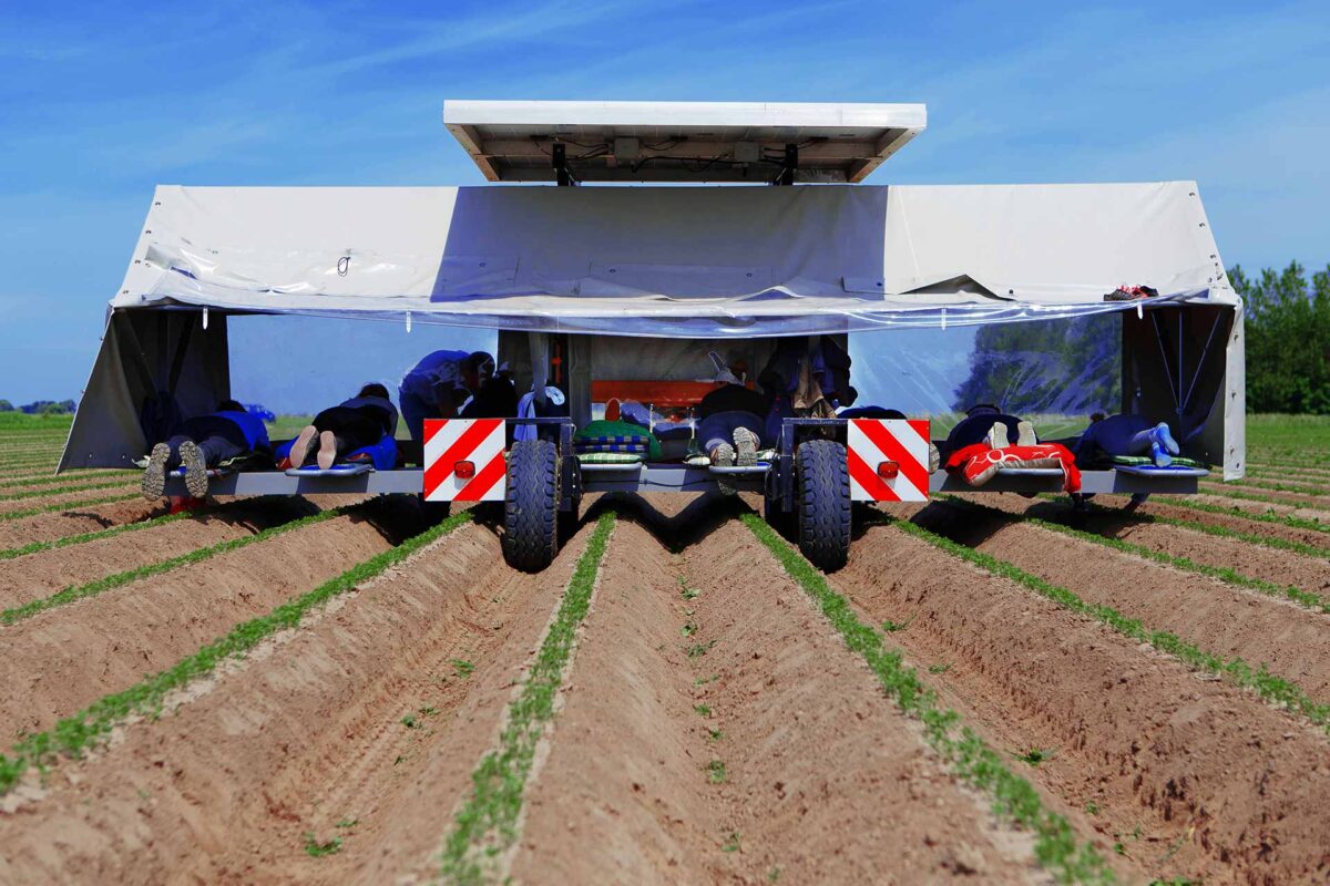 Agriculture - Harvesting employees working with a solar powered weeding machine