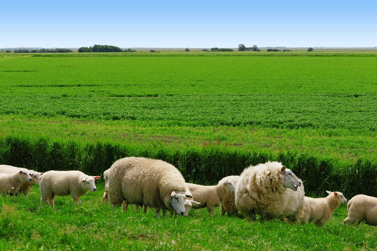 Agriculture - Sheeps grazing next to a peas field