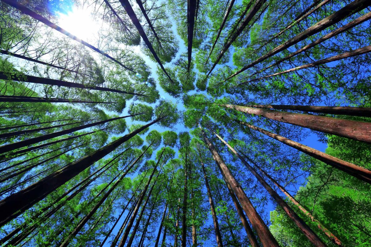 Tree Forest Sky