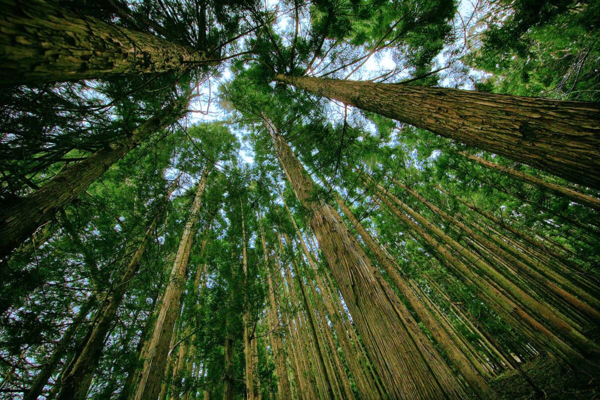 Tree Forest Sky