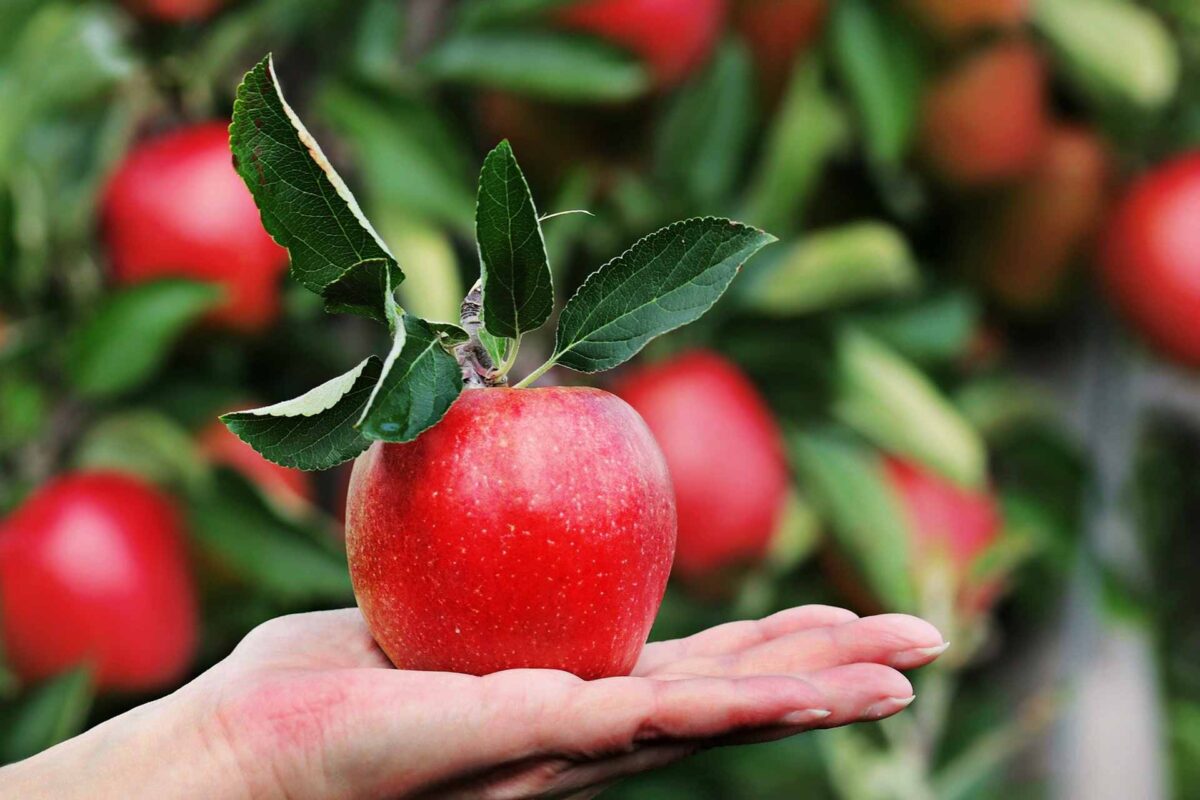 apples farm agriculture