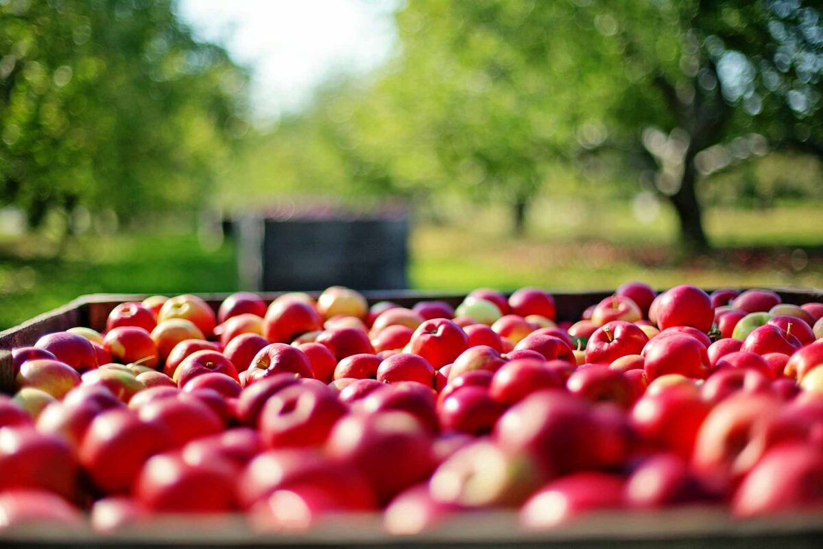 apples farm agriculture