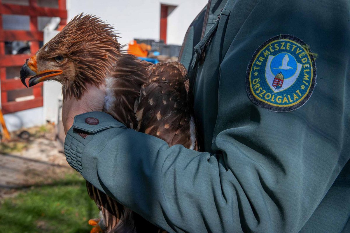 A member of the Eagle Centre checking the signal device that is set on the back of an eastern imperial eagle