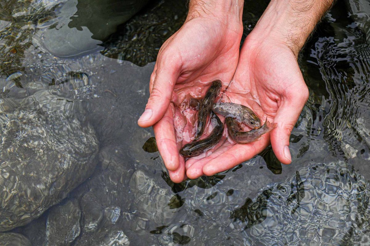 A member of the Idrolife team showing fish in the Toce river