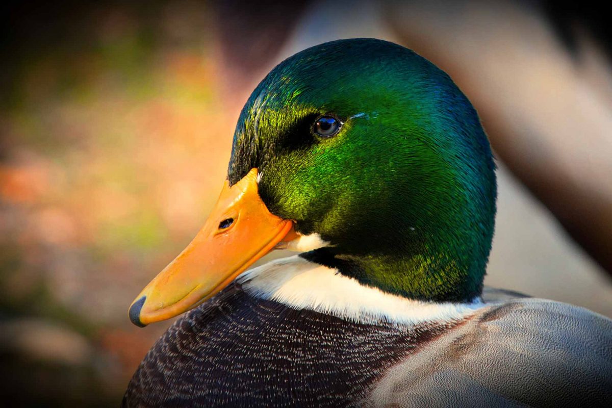 mallard ducks