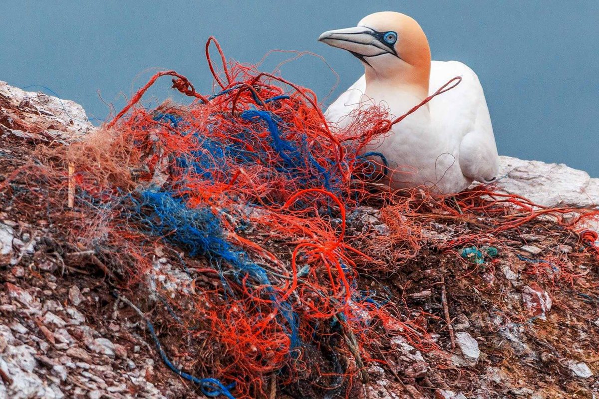 safety net plastic pollution