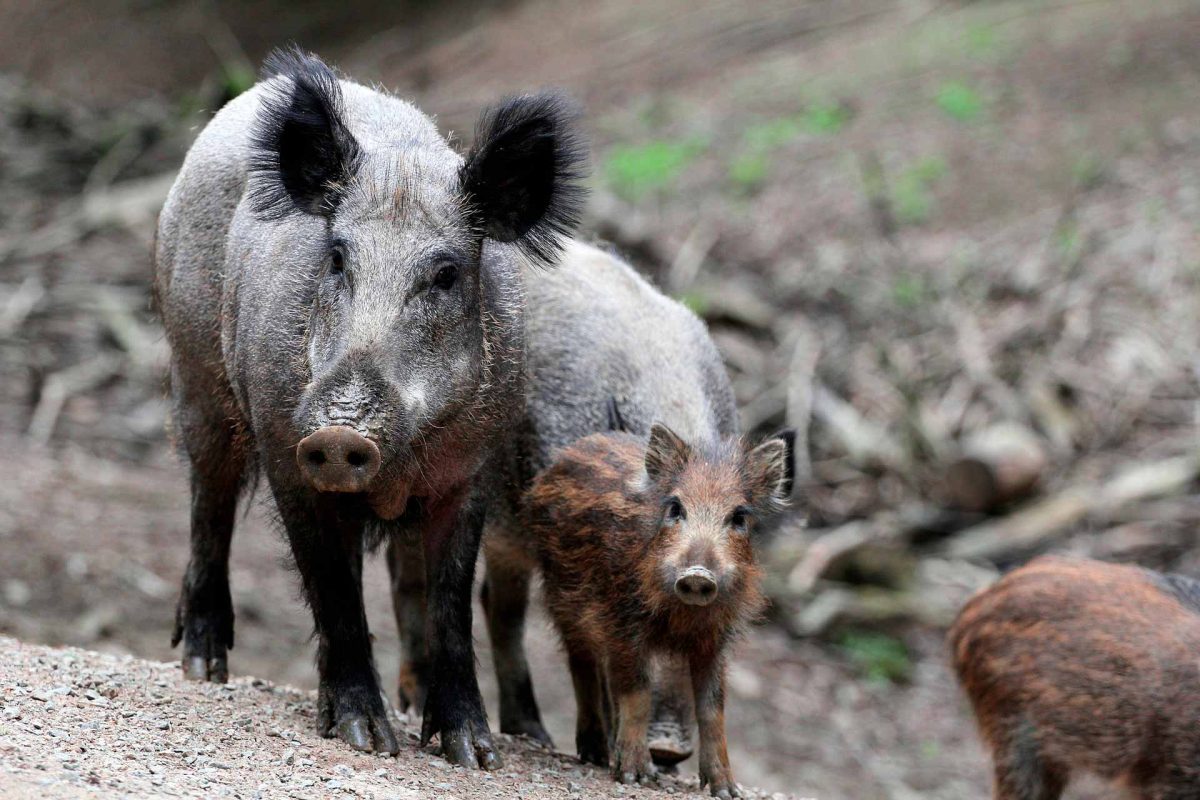 wild boar - African swine fever virus - pigs